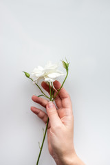 Woman hands with beautiful white rose flowers on white pastel table top.Minimalism in flat style with place for text.