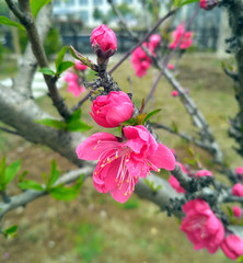 red peach flower blossoms show its stamens in spring