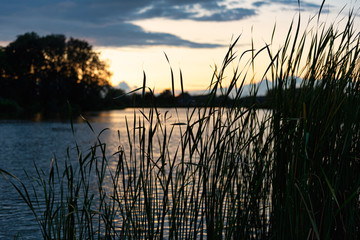 Reeds and lake at sunset