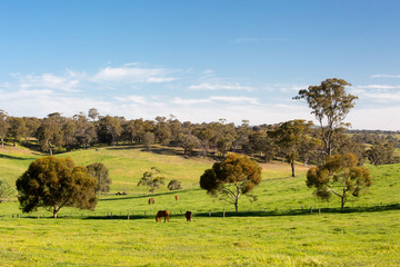 Country Landscape near Maldon Victoria Australia - obrazy, fototapety, plakaty