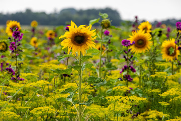 Obraz premium Sonnenblume
