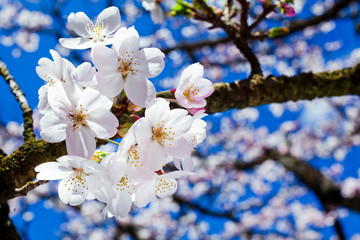 Beautiful cherry blossoms are blooming in Alishan Forest Recreation Area in Chiayi, Taiwan.
