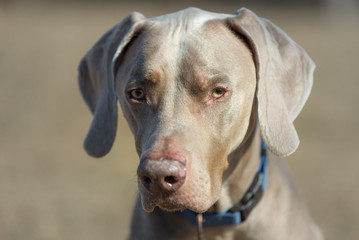 Close up portrait of a Weimaraner, outdoors with warm afternoon sun.  Large breed dog with blue collar sits for a head shot with shallow depth of field.  