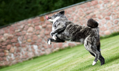 dog jumping in the yard