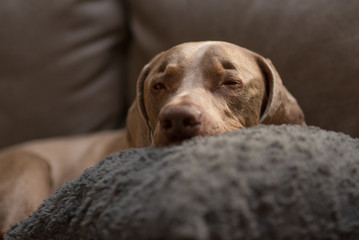A sleepy weimaraner dog lays his head on a fuzzy gray pillow, and barely opens his eyes to peep at the camera.  Cute dog laying at home on the couch, falling sleeping and relaxing.
