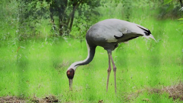 White-naped crane bird on graas in national park, bird eating close up