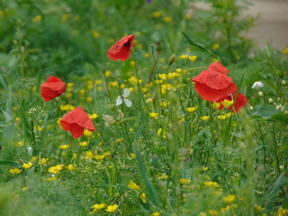 field of red poppies