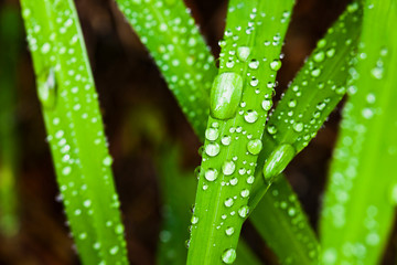 Fresh green grass with dewdrops close-up. 