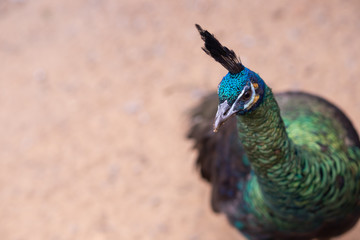 male peacock head and neck. Javan peacock - peafowl, beautiful representative exemplar of male...