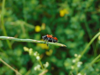 bug on leaf