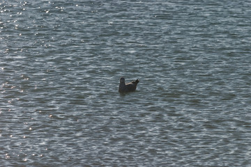 Saint Malo, Bretagne