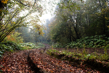 Road through the autumn forest
