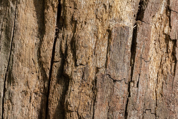 Dry tree without bark
