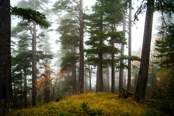 Foggy autumn forest in the mountain during rainfall