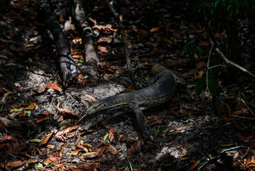 Bengal Monitor - Varanus bengalensis, large lizard from Sri Lankan forests, Sri Lanka.