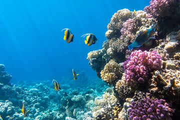 Naklejka na ściany i meble Pennant coralfish (longfin bannerfish), Butterflyfish (Chaetodon) and Parrotfish in colorful coral reef, Red Sea, Egypt. Bright yellow striped tropical fish in the ocean, clear blue turquoise water.