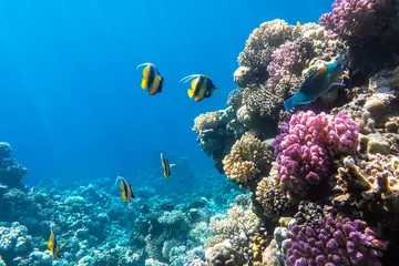 Gardinen Pennant coralfish (longfin bannerfish), Butterflyfish (Chaetodon) and Parrotfish in colorful coral reef, Red Sea, Egypt. Bright yellow striped tropical fish in the ocean, clear blue turquoise water. © Maya_parf