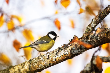 A curious European songbird Great tit, Parus major wandering around during autumn foliage in Estonian boreal forest. 