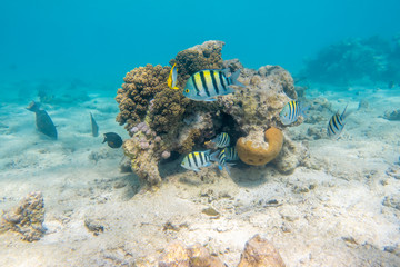 Sergeant major fish (pintano) in Red Sea, Egypt. Bright striped tropical fish in the ocean, clear blue turquoise water. Sandy bed near a coral reef. Underwater photo. - obrazy, fototapety, plakaty