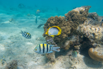 Naklejka na ściany i meble School of sergeant major fish (pintano) and black-backed butterflyfish (Chaetodon melannotus) in Red Sea, Egypt. Bright striped tropical fish in the ocean, clear turquoise water near a coral reef.