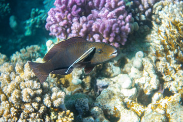 Naklejka na ściany i meble Cleaner fish (bluestreak cleaner wrasse) and black parrotfish in Red Sea, Egypt. Close-up, side view. Amazing cleaning symbiosis in nature. Colorful coral reef in the ocean. Rare underwater shot.