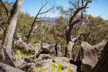 Fototapeta na wymiar Country Landscape Mt Alexander Regional Park Victoria Australia