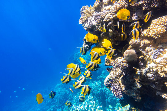 Large school of Butterflyfish (Chaetodon) in the coral reef, Red Sea, Egypt. Different types of bright yellow striped tropical fish in the ocean, clear blue turquoise water, sun rays. Underwater photo