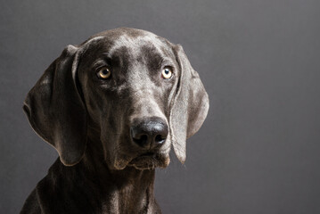 Portrait of a blue weimaraner.  Side light headshot of a fully grown female weimaraner.  Pure breed dogs that comes in two distinct colors, isolated on dark background.  Big yellow expressive eyes.
