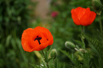Fototapeta premium June in the garden, red poppy in full bloom, close-up