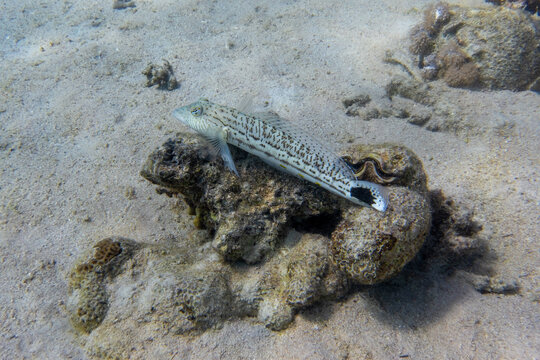 Sand lizardfish (Synodus dermatogenys) in Red Sea, Egypt. Disguised spotted tropical fish hiding in rocks on the sandy ocean floor.