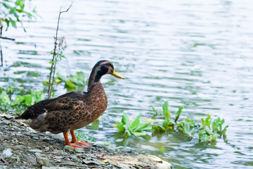 Wild ducks on the lakeshore in the park