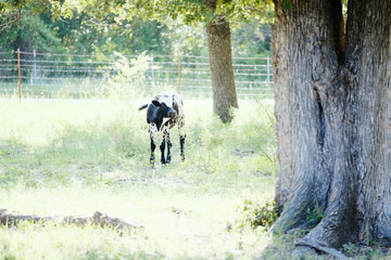 Spotted longhorn calf in summer pasture on farm.