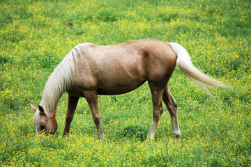 Horse on beautiful meadow