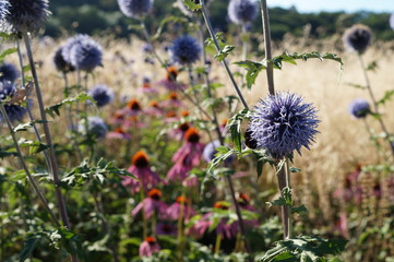 Purple flowers of Echinops on the background of meadow plants, predominantly yellow