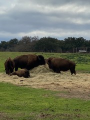 buffalo bison eating grass 
