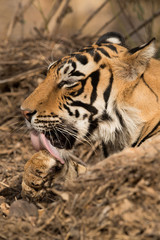 Tiger cub relaxing and cleaning its paw, Ranthambore Tiger Reserve