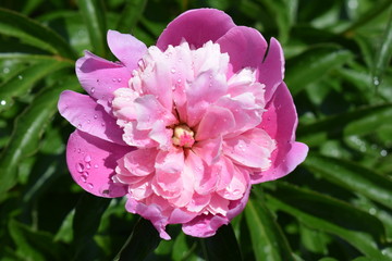 Beautiful, pink peony flower