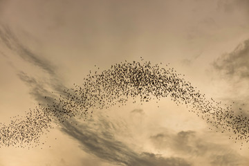 A thousand hundreds bats in the evening sky