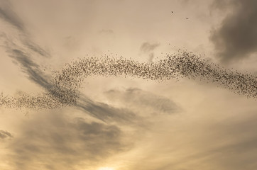 A thousand hundreds bats in the evening sky