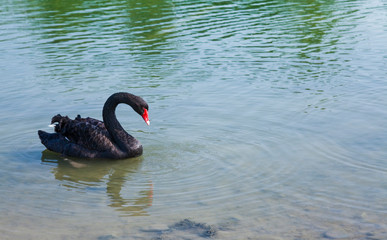 Black swan swimming freely in the lake