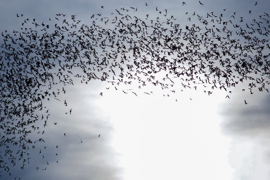 A thousand hundreds bats in the evening sky