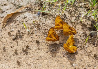 About the colored butterfly in the sunny day