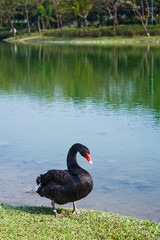 Naklejka premium black swan on the lakeshore in the park