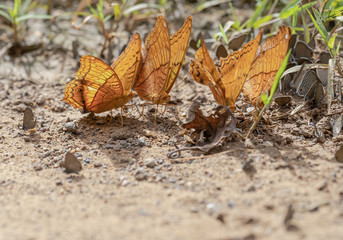 About the colored butterfly in the sunny day