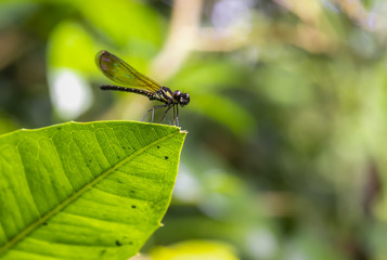 Dragonfly in the blurred background