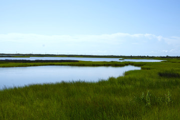 Marsh Lands by the Ocean