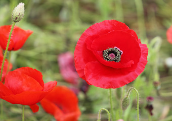 Red poppy flower