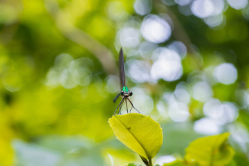 Dragonfly in the blurred background
