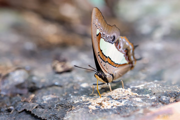 About the colored butterfly in the sunny day