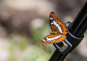 About the colored butterfly in the sunny day